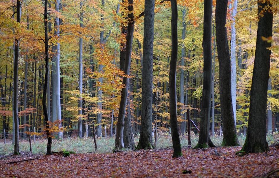 Drewno dębowe vs bukowe – które krzesła wybrać